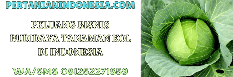 peluang,bisnis,agrobisnis,agribisnis,budidaya